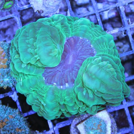 Cynarina lacrymalis Cynarina lacrymalis