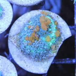 Rhodactis WWC Sunkist Bounce mushroom