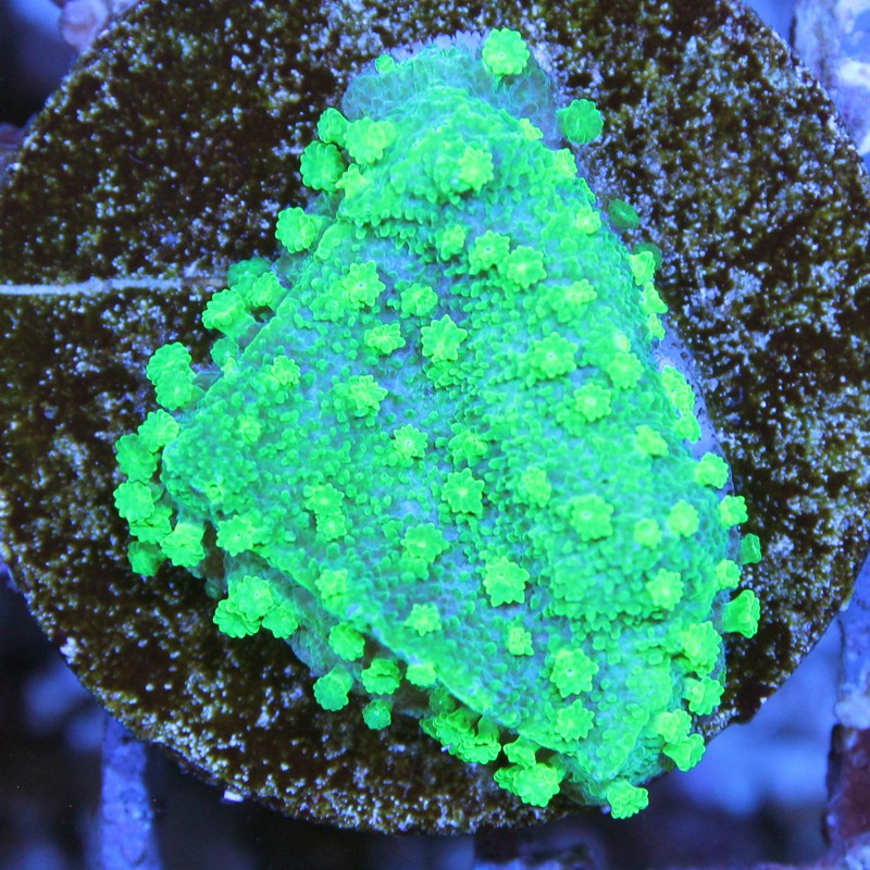 Cyphastrea Toxic Green