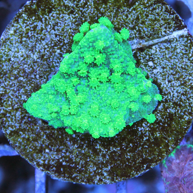 Cyphastrea Toxic Green
