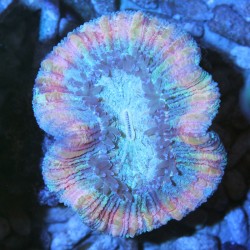 Trachyphyllia geoffroyi