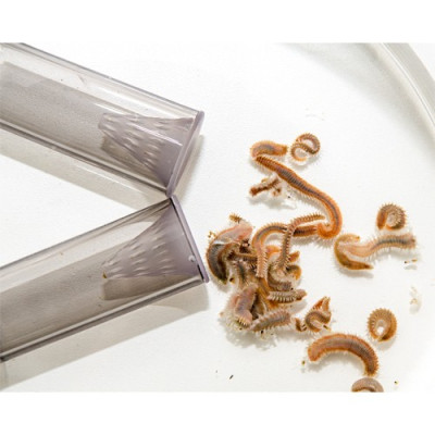 DUPLA Worm X – Borstenwurmfalle