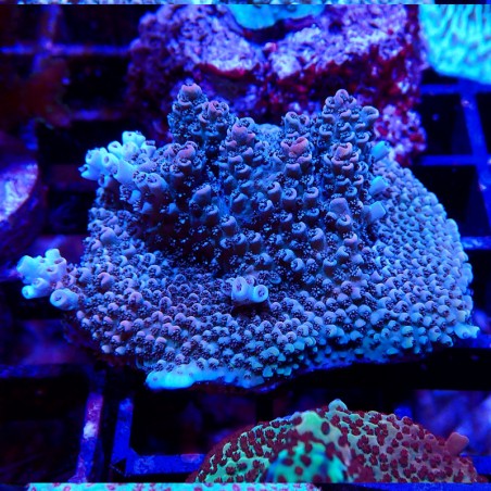 Acropora sp.