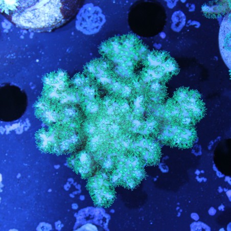 Pocillopora verrucosa