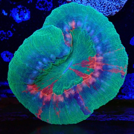 Scolymia australis Bleeding Apple