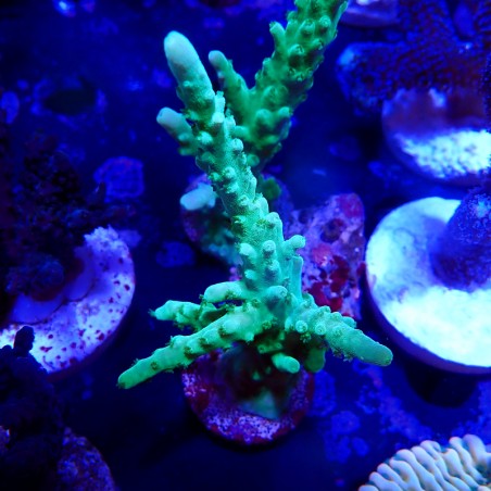 Acropora sp.