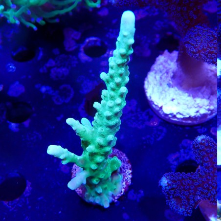 Acropora sp.