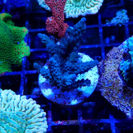 Acropora sp.