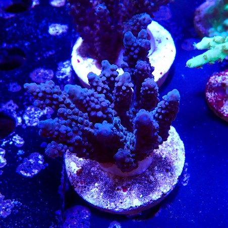 Acropora sp.