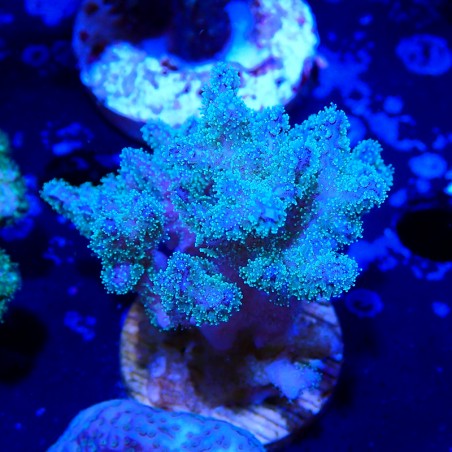 Pocillopora damicornis