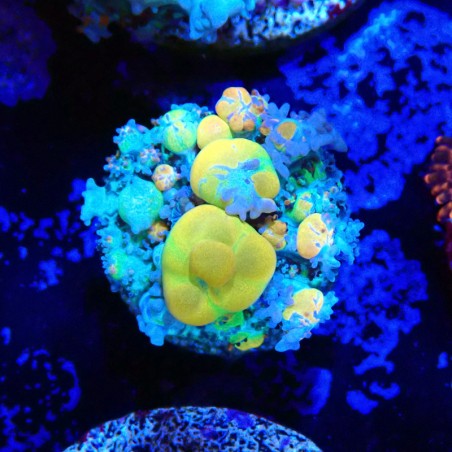 Rhodactis WWC OG Bounce