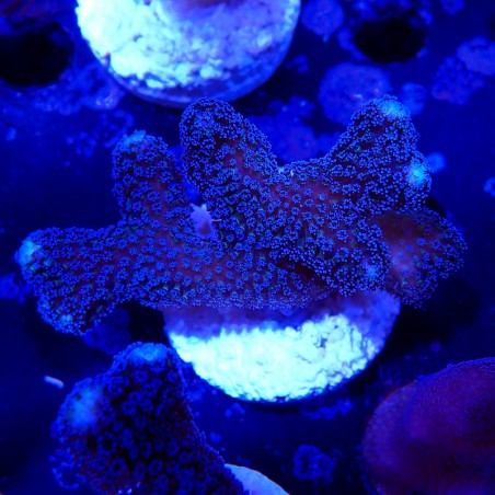 Stylophora pistillata milka