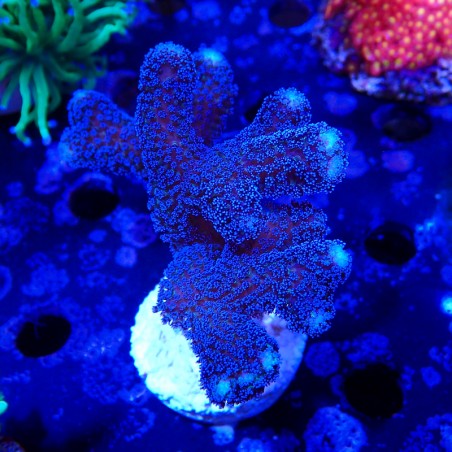 Stylophora pistillata Milka
