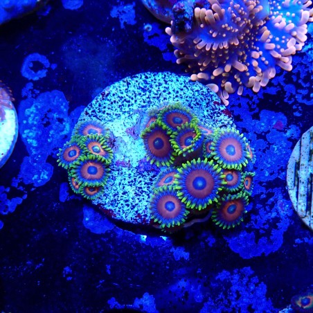 Zoanthus Ultra Eagle Eye