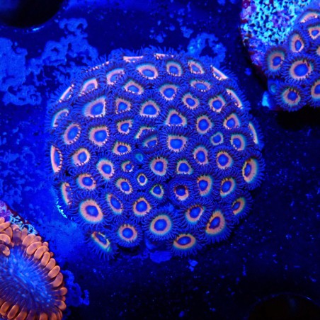 Zoanthus Ultra Sweet Tart