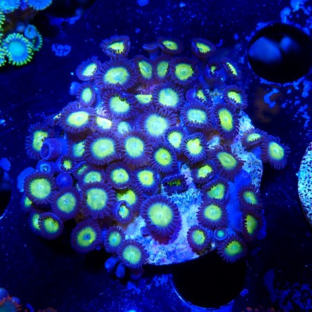 Zoanthus Ultra sp.