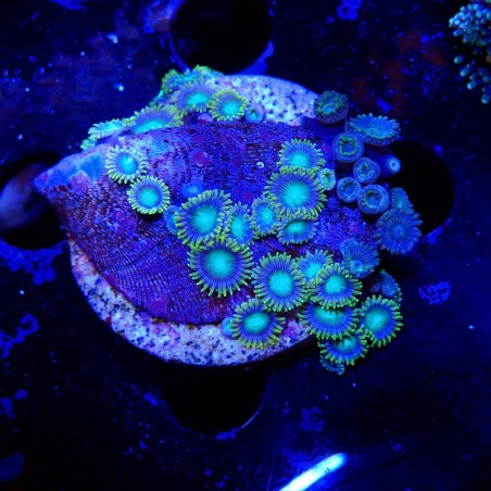 Zoanthus Ultra sp.