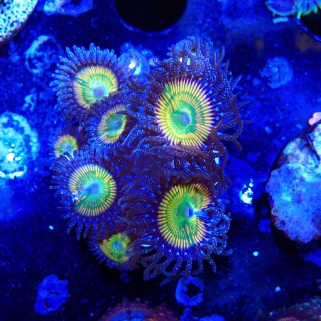 Zoanthus Ultra Sunny D
