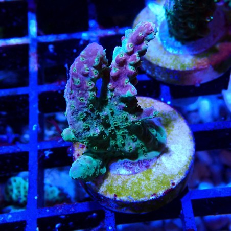 Acropora sp.