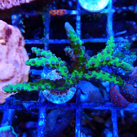 Anacropora Goldenrod