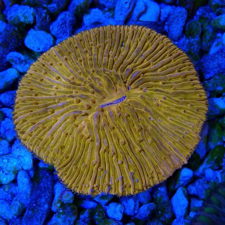 Fungia sp.