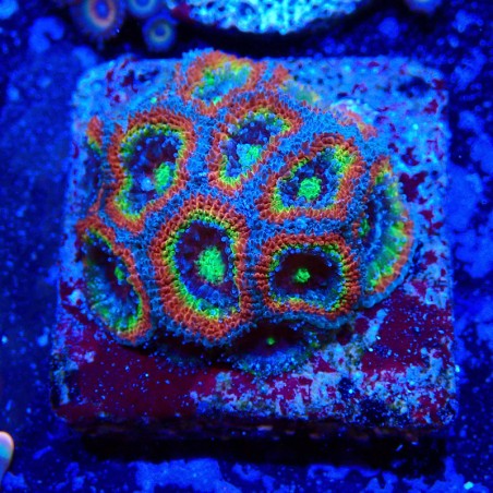 Micromussa Holy Grail