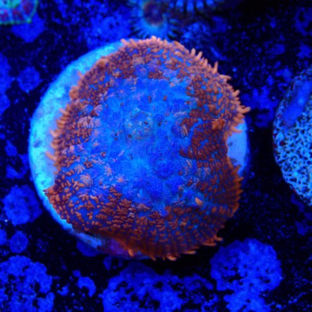 Rhodactis sp.