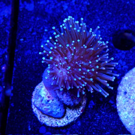 Sarcophyton sp.