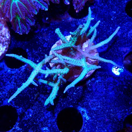 Seriatopora hystrix
