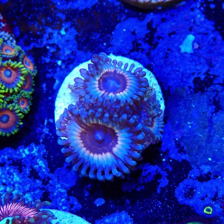 Zoanthus Ultra Vampire In Drag
