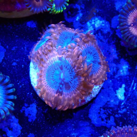 Zoanthus Ultra Utter Peace