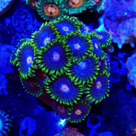 Zoanthus Ultra Acid Rain