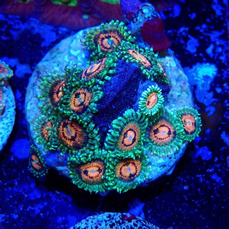 Zoanthus Ultra Rainbow Incinerator