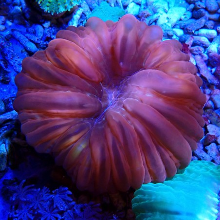 Cynarina lacrymalis