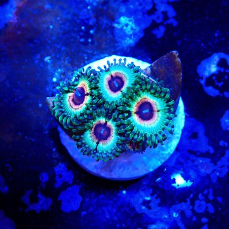 Zoanthus Ultra Little Shop Of Horrors