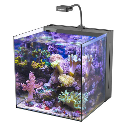 Nano aquarium récifal