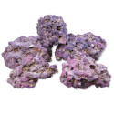CARIBSEA Life Rock 9.07 kg- Pierres ensemencées