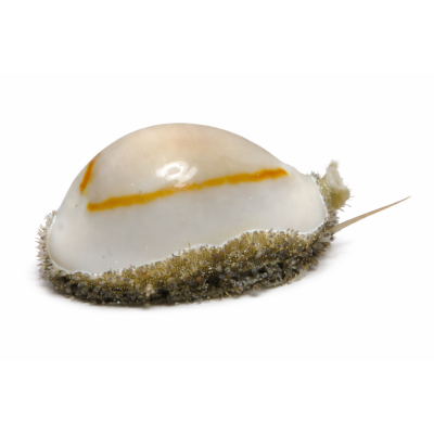 Cypraea annulus- Porcelaine à Anneau D'Or