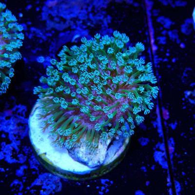 Sarcophyton – WYSIWYG-Züchterkorallen