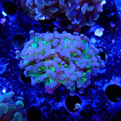 Euphyllia- Coraux d'élevage en WYSIWYG