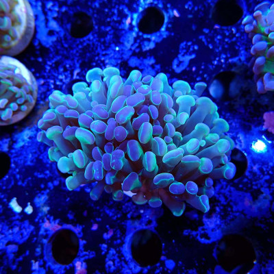 Euphyllia paraancora