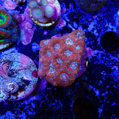 Acanthastrea lordhowensis