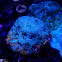 Acanthastrea echinata