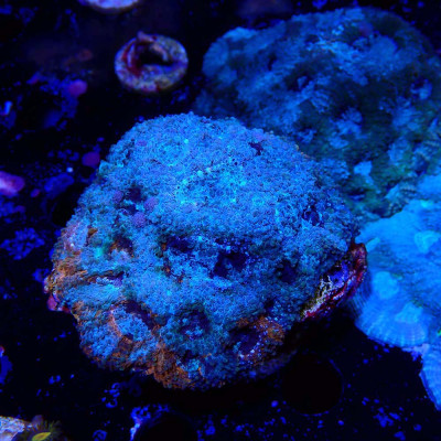 Acanthastrea- Koralle in WYSIWYG