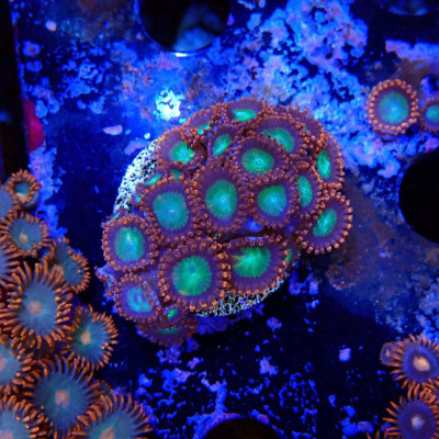 Zoanthus Ultra- Zuchtkorallen in WYSIWYG