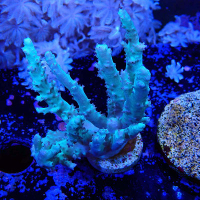 Sinularia Palau Green Fluo