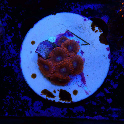 Zoanthus Ultra Valentines Day Massacre