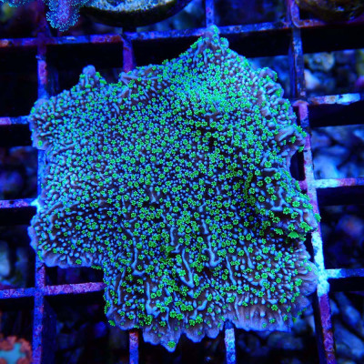 Montipora hispida Hulk