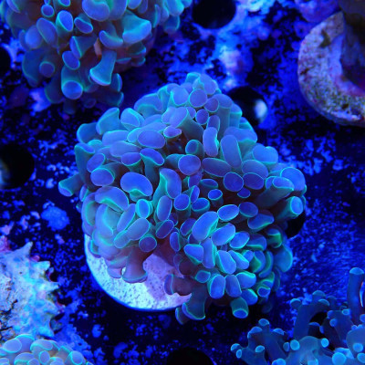 Euphyllia paraancora