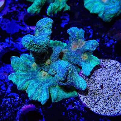 Pectinia JF Space Invaders